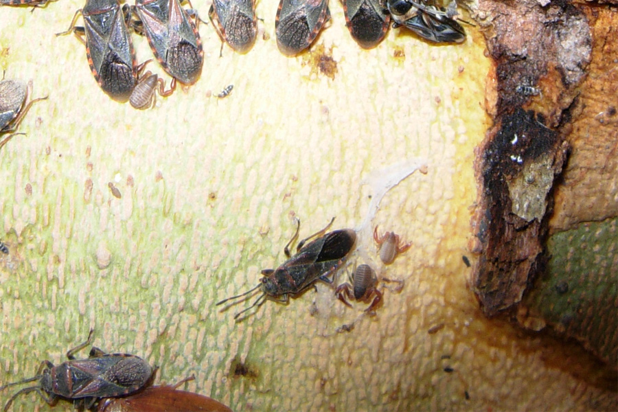 Sotto la corteccia del platano: ragni e pseudoscorpioni